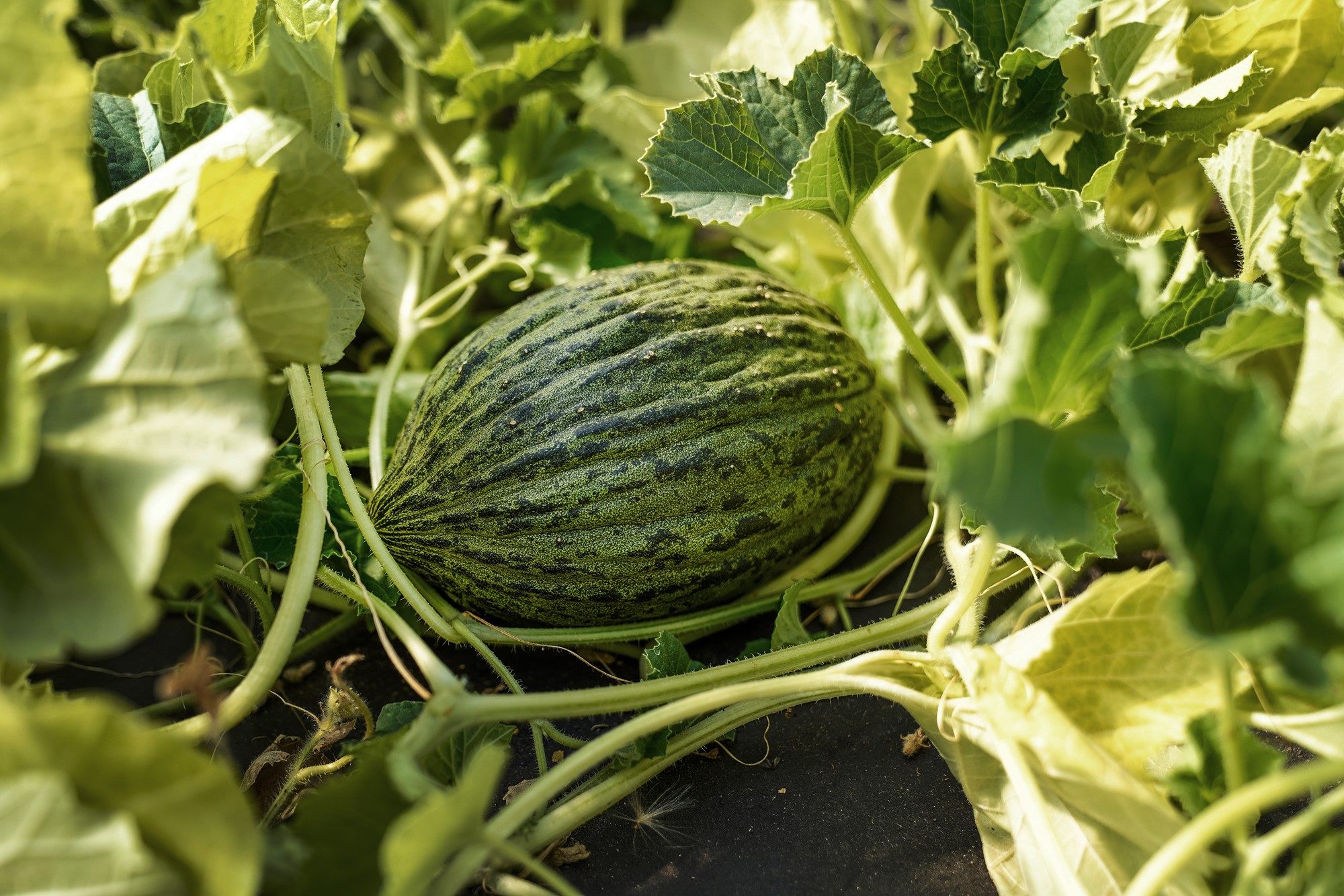 Melon